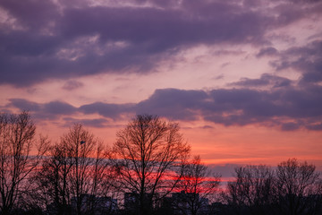 Early spring, leafless trees in Primrose hill park in London at sunset