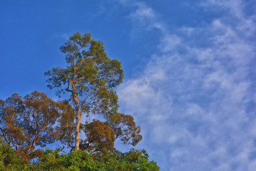 Summer Nature leaves of a tree against a blue sky in the nature,Upper Branches Of Tree With Fresh Green Foliage. Low Angle View