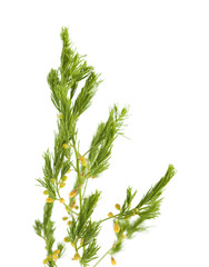 Asparagus officinalis isolated