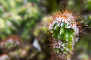Small cactus close-up with red thorns.
