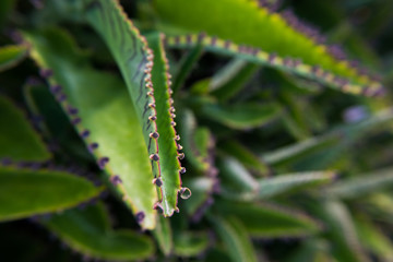 Leafs of a fat plant with tiny flowers.