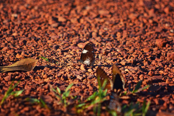 butterfly attached on the ground, Pang Sida national park, Sakaew, Thailand