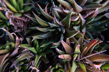 Red and green fat plant detail.