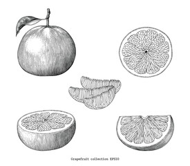 Grapefruit collection hand draw vintage clip art isolated on white background