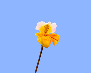 Tropical flower. Minimal Fashion. Creative Design.