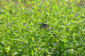 butterfly attached on a flower with blur background, Pang Sida national park, Sakaew, Thailand