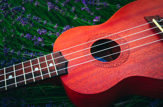 An ukulele guitar on the lavender field, close up. Music and nature concept.