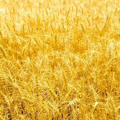 Golden wheat field on sunny day. Ripe stems in the rays of sunlight.