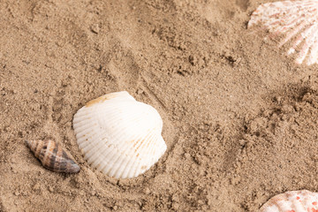 Fototapeta na wymiar shellfish in sand