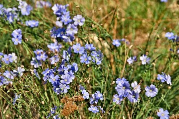 A group of blue blossoms of flax set on a meadow