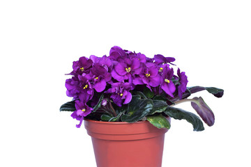 violets saintpaulia are abundantly blooming in a pot. isolated on white background