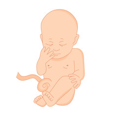 vector illustration of a baby in the womb on a white background