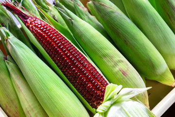 Red Ruby Corn, Thailand Healthy Organic Vegetable with Nature Sweet Taste