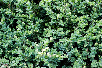 Green plants background