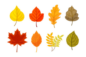 Colorful autumn leaves set vector illustration isolated on white