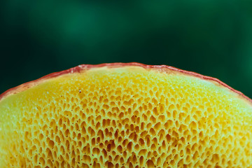 Colorful wild mushroom cap, macro. Abstract mushroom hat closeup. Fungi picking up concept, macro.