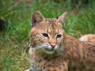 Lynx
