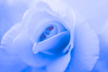 Abstract floral blue rose background, macro view, dew drops.
