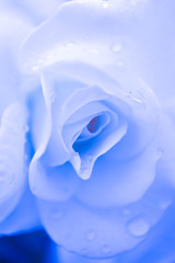 Abstract floral blue rose background, macro view, dew drops.