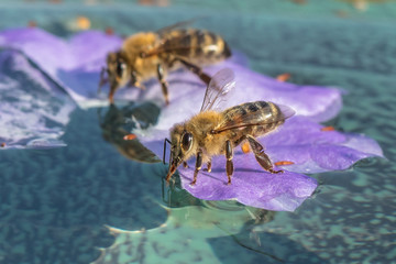 bienen auf dem wasser