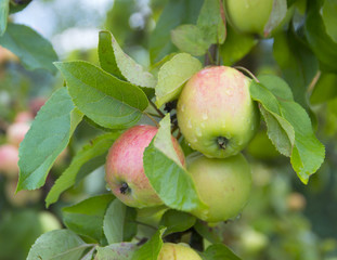 apple on apple tree white yellow white pouring grows in drops of dew copy space
