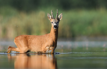 Roe deer (Capreolus capreolus)