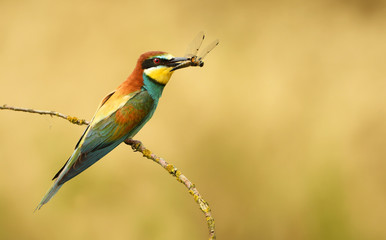 European bee eater (Merops apiaster)