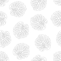 Philodendron Monstera Leaf Outline on White Background