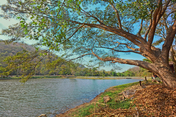 Landscape of big tree beside reservoir at Samlan national park, Saraburi, Thailand