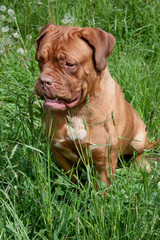 Cute bordeaux mastiff puppy is sitting in a green grass.