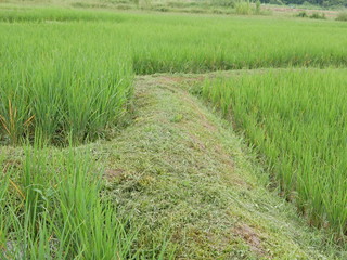 Typical walking path and embankment made of clay laying across a paddy field in the North of Thailand
