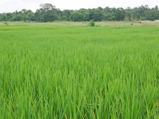 Refreshing view of a green rice field in the North of Thailand