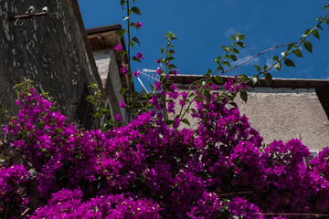 Low angle view of bougainvillea flower in a historical village.