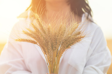 Ripe ears wheat in woman hands against a background of wheat field at the time of the sunset