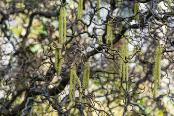 close up of corkscrew hazel also known as corylus avellana contorta