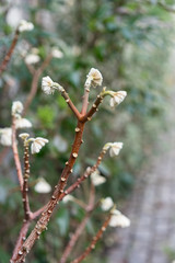 Edgeworthia chrysantha inflorescence, oriental paper bush