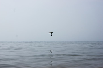 Gray atmospheric marine landscape with wavy water of lake Baikal and flying seagull. Chill gray picture with gull over the sea, concept of tranquility, mystery