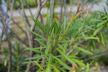 Green color leaves of Nerium oleander plant