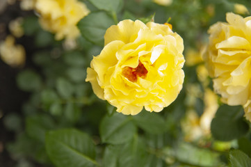 Yellow rose with leaves in the garden