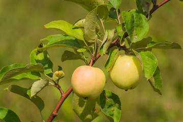 Crop of green apples on an apple tree; summer.