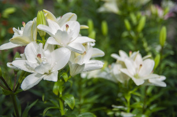 Closeup of White lillies with leaves in the garden