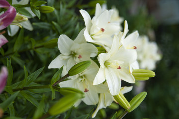 Closeup of White lillies with leaves in the garden