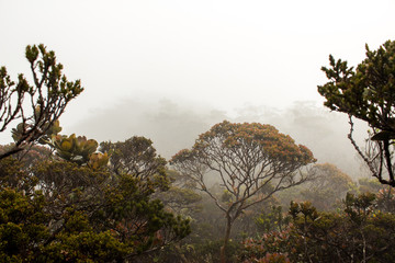 Nebelwald Borneo