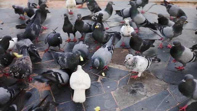 Flock of pigeons are walking on floor in park