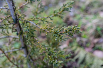 patagonian cypress, Fitzroya cupressoides