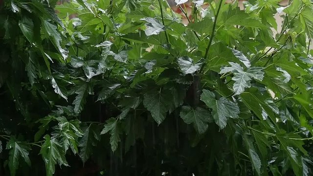 rain in the foliage