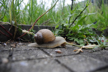 Snail