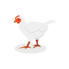 White hen, poultry farming vector Illustration on a white background