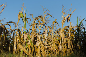 Plantas de maíz seco crca de Oporto, Portugal