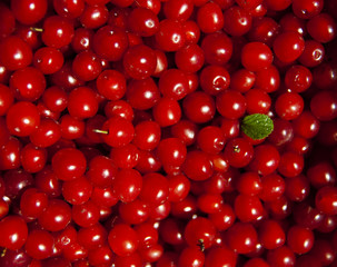 Cherry full background